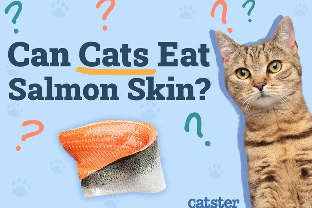 Can Cats Eat Salmon Skin? Vet Reviewed Facts & Health Guidelines