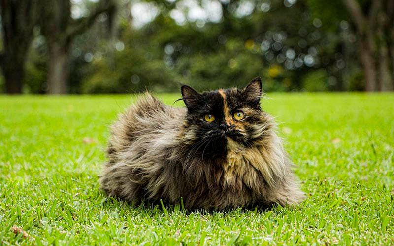 tortoiseshell persian cat on the grass