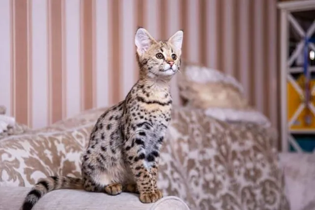 Are Savannah Cats Legal in Georgia? Facts, Breed Traits & FAQ