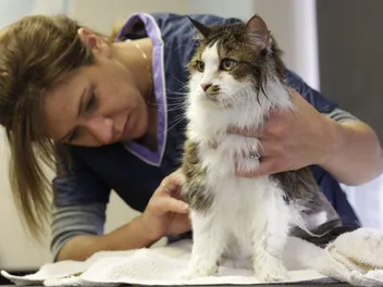 10 Common Causes of Scabs on a Cat: Vet-Reviewed Precautions & Advice