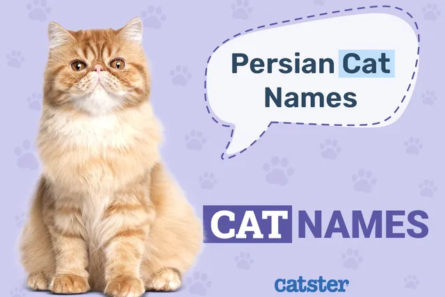 100+ Persian Cat Names: Ideas for Adorable, Posh & Regal Cats