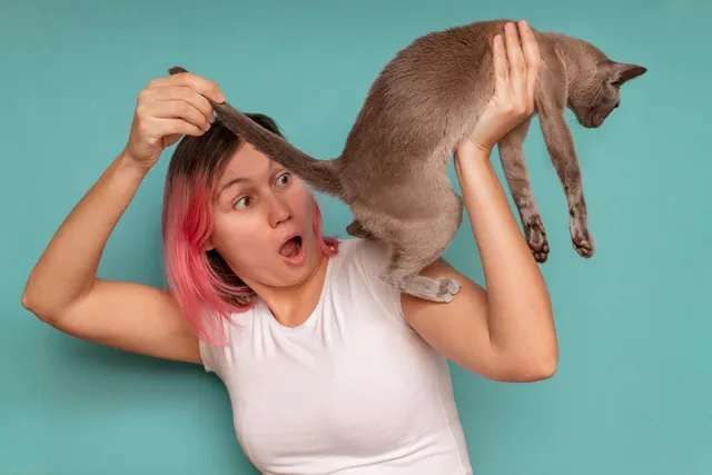 Your Cat's Red Butt Has Entered the Chat (And Your Face)