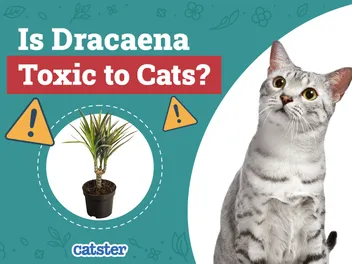 Is Dracaena Toxic to Cats? Vet-Reviewed Houseplants Examined