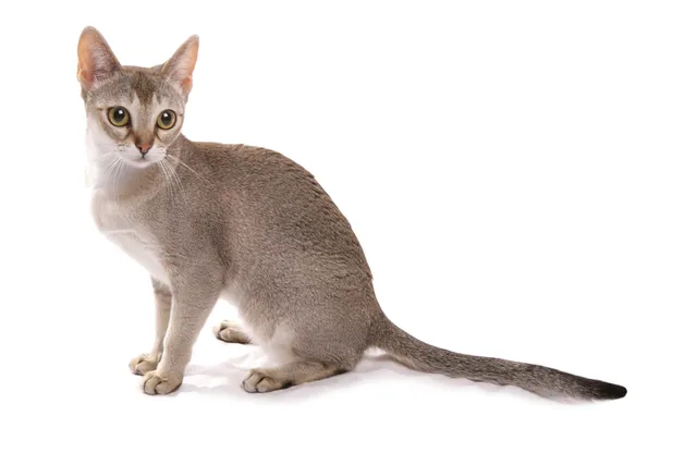 Singapura Cat Breed Info: Pictures, Traits & Facts