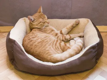 8 Best Orthopedic Cat Beds in 2026 - Reviews & Top Picks