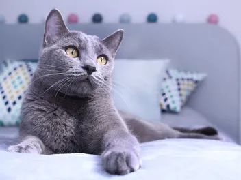 Are Russian Blue Cats Hypoallergenic? Vet-Verified Breed Facts & FAQ