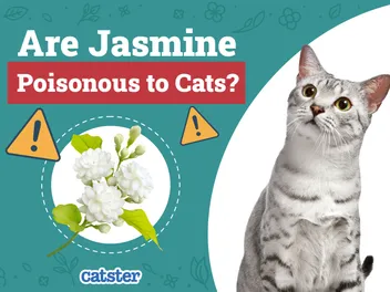 Is Jasmine Poisonous to Cats? Vet-Reviewed Houseplants Examined