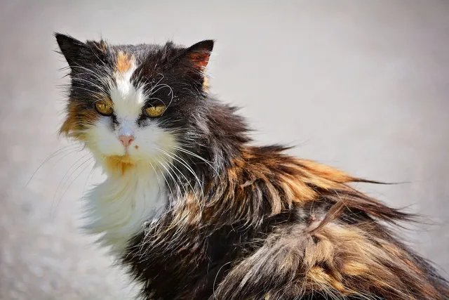 Why Is My Cat’s Fur Matted on His Back? 10 Vet-Reviewed Reasons