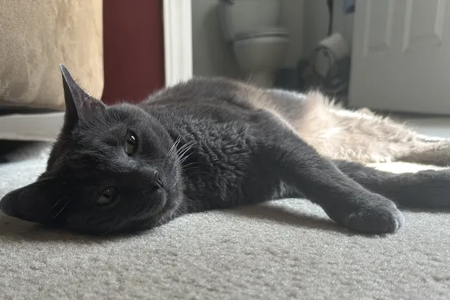 Can Cats Tolerate a Weekend Alone? Olga Cannot!