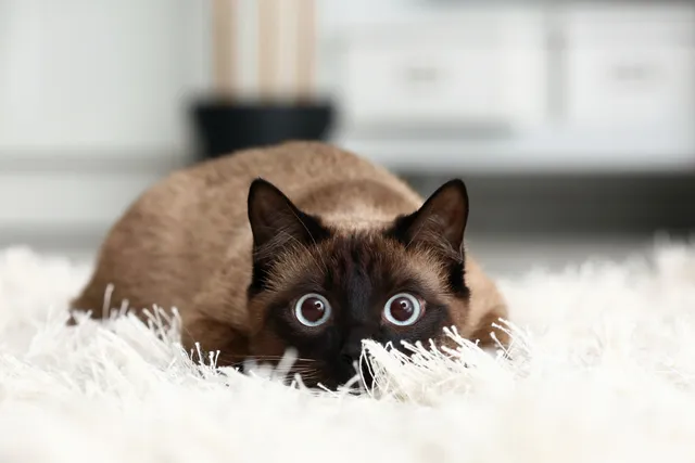 9 Most Popular Cat Breeds From Thailand: Info, Pictures & Facts