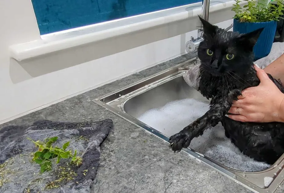 Cat gest a catnip bath