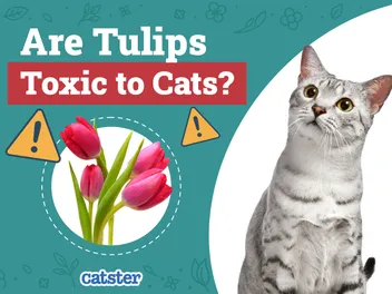 Are Tulips Toxic to Cats? Vet-Reviewed Safety Information