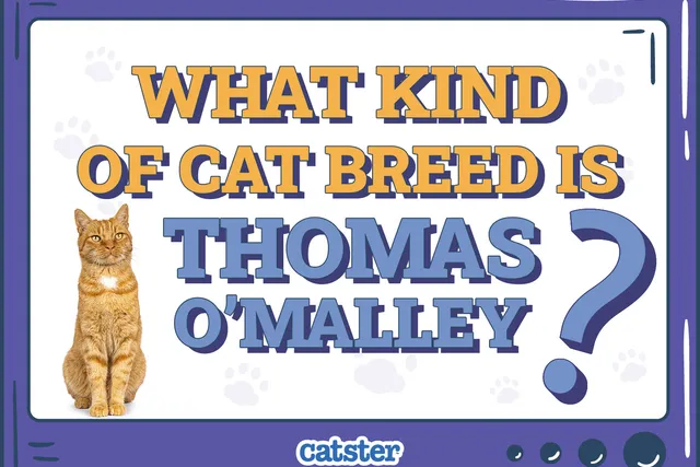 What Kind of Cat Breed Is Thomas O'Malley? Movie Cats Explained
