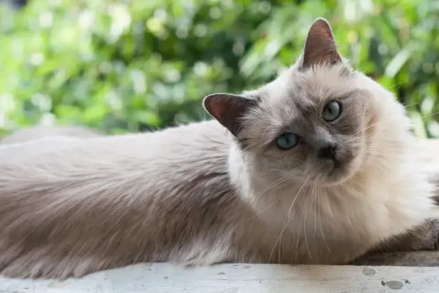 Grey and White Siamese Cats: Info, Pictures, Facts & History