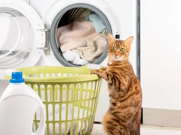 How Often Should You Wash a Cat's Bed: Vet-Reviewed Tips & Tricks
