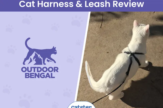 The Outdoor Bengal Cat Harness & Leash 2026 Review: Our Expert’s Opinion