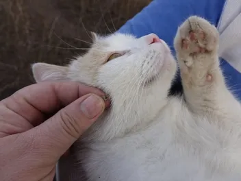 How to Remove a Tick From a Cat: Vet-Approved Steps & Advice