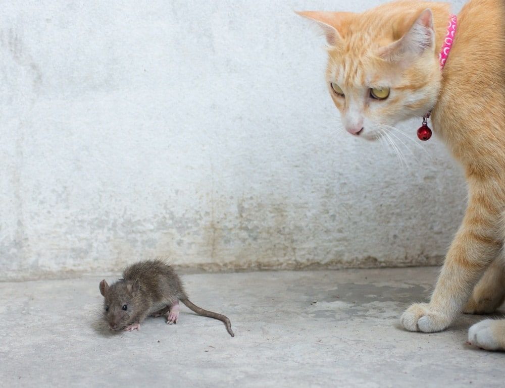 can cats kill rats