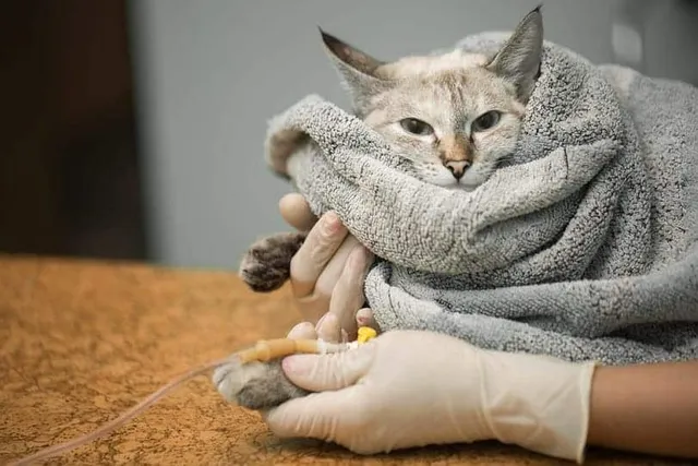 4 Vet-Reviewed Natural Home Remedies for Blood in Cat Stool