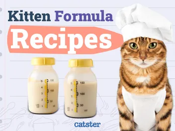 4 Easy Recipes for Homemade Kitten Formula: Our Vet Answers & Provides Tips