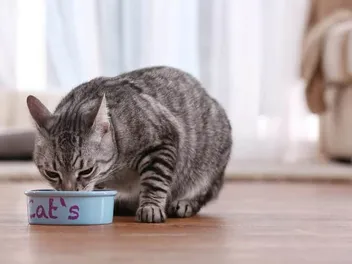 How to Handle Food Aggression in Cats: 11 Vet-Reviewed Tips & Tricks