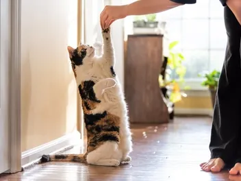 Why Is My Cat Limping All of a Sudden? 7 Possible Reasons
