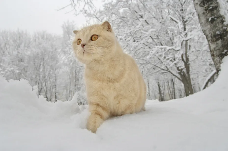 cat walking in snow
