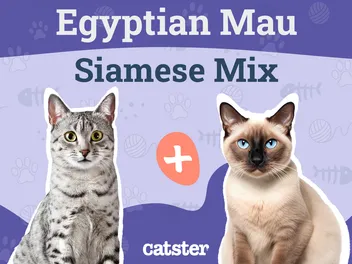 Egyptian Mau Siamese Mix: Info, Pictures, Traits & Facts