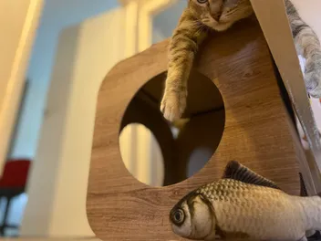Please Don’t Put That In Your Mouth! Inappropriate Items Cats Eat