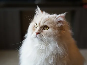 6 Best Clippers for Persian Cats in 2026 - Reviews & Top Picks