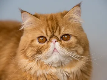 Flat-Face Cats: Our Vet Discusses Brachycephalic Breeds & Health Risks