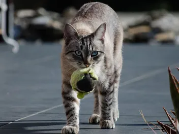 How to Teach a Cat to Fetch: 8 Vet-Reviewed Steps