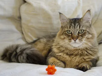 Is It True That All Cats Have Ear Tufts? Vet-Reviewed Facts & FAQ