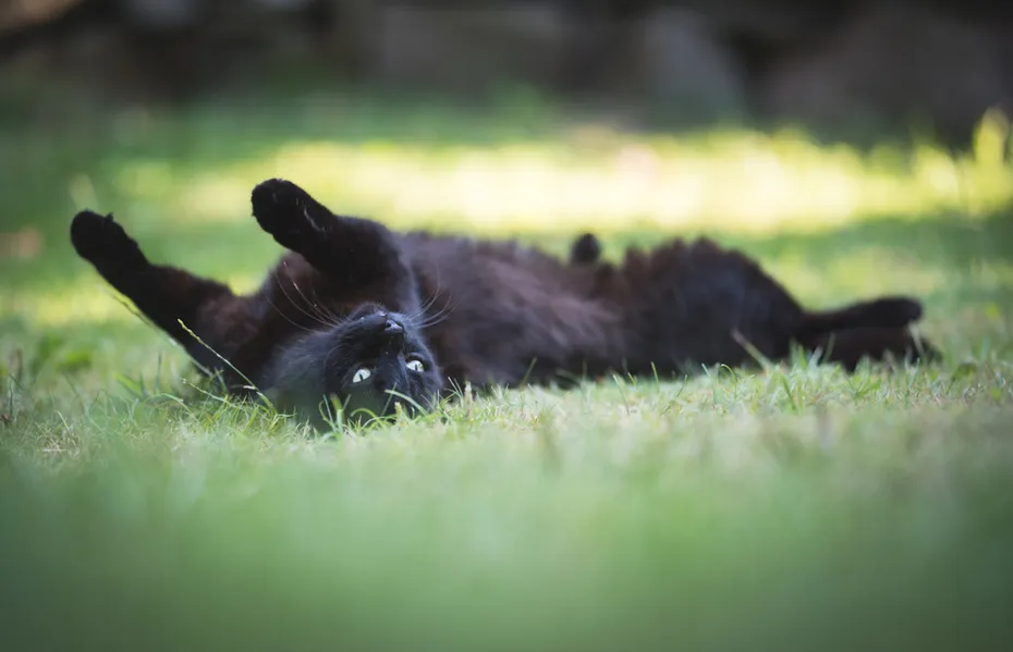 Black domestic cat rolling in the lawn