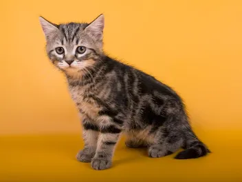 7-12-Month Old Kitten: What to Expect (Vet-Verified Guide)