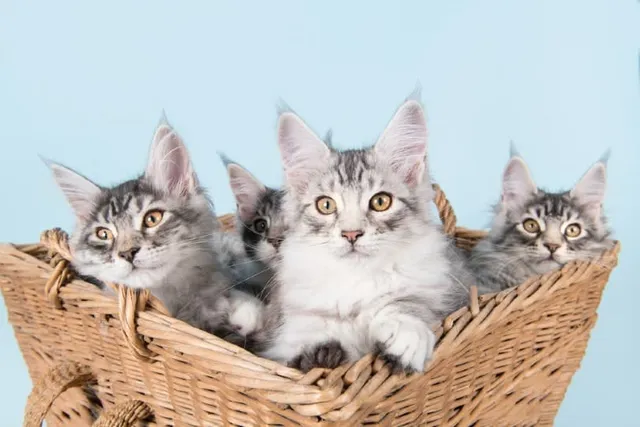 Maine Coon Kittens for Sale in the UK: 2026 Breeders List