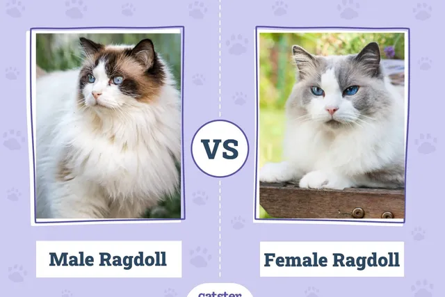 Male vs Female Ragdolls: What’s the Difference? (With Pictures)