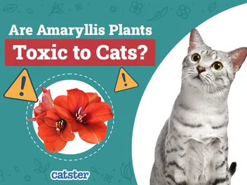 Are Amaryllis Plants Toxic to Cats? Vet-Reviewed Houseplants Examined