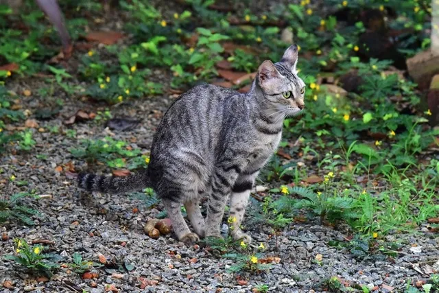 How to Stop Cats From Pooping in Your Garden: 8 Vet-Reviewed Methods