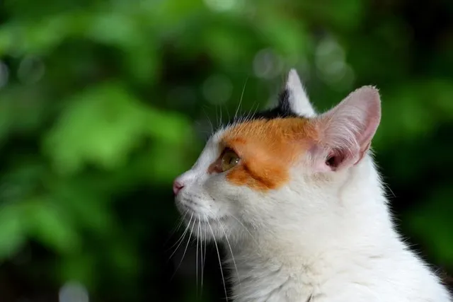How Far Can Cats Hear? Vet-Reviewed Facts & FAQ