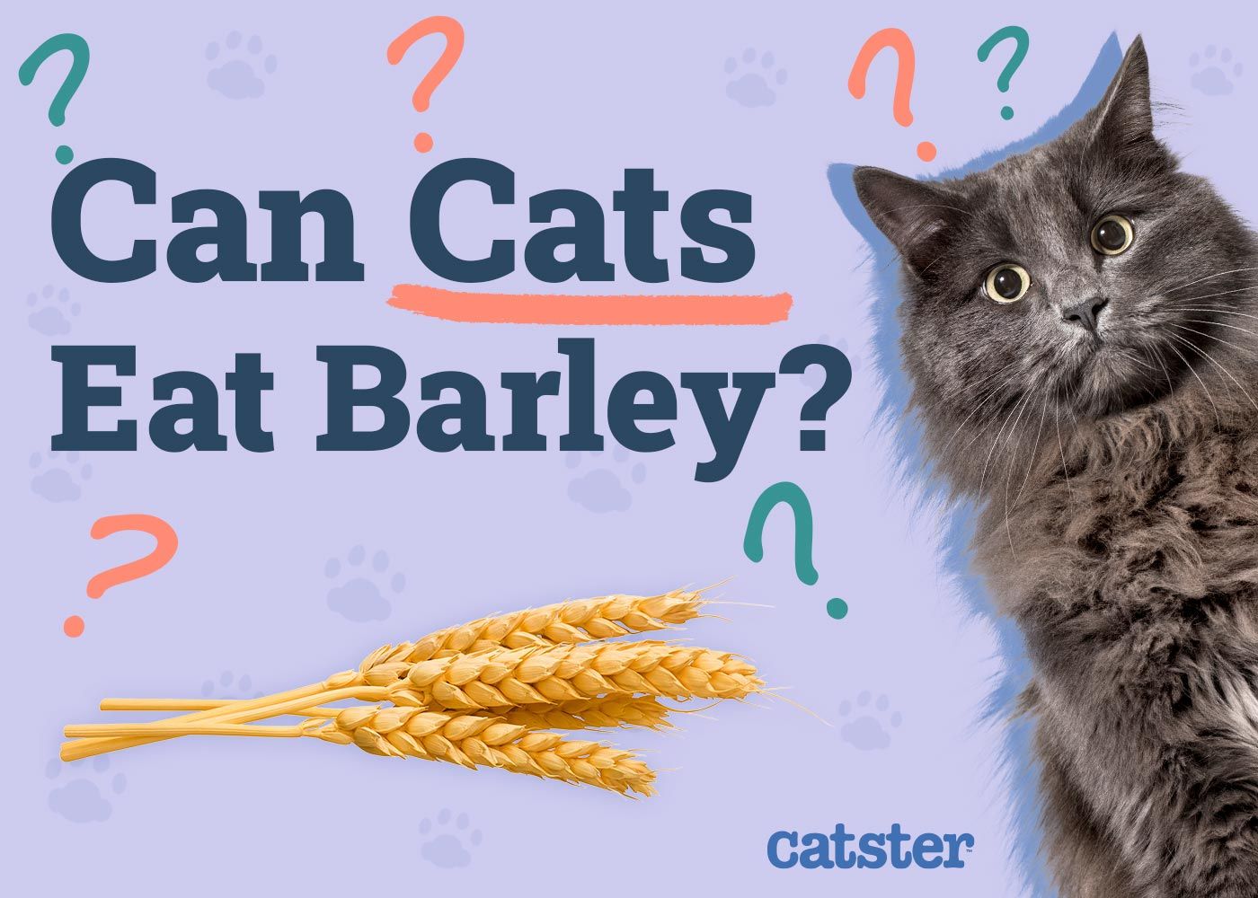 Can Cats Eat Barley