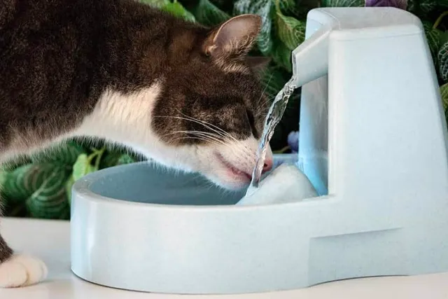 Do Cats Need Water Fountains? Vet-Approved Benefits & FAQ