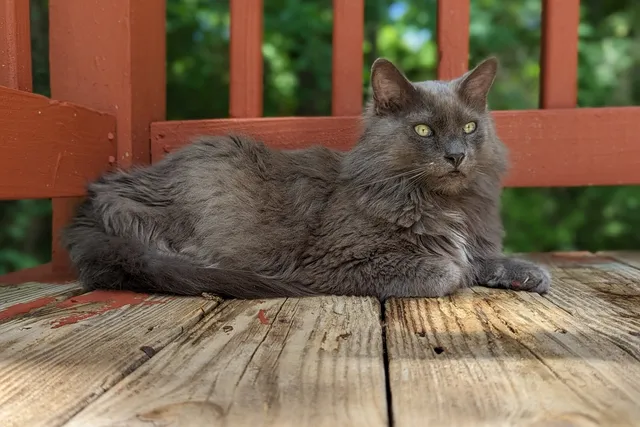 American Longhair Cat Breed: Info, Care, Pictures, & Facts