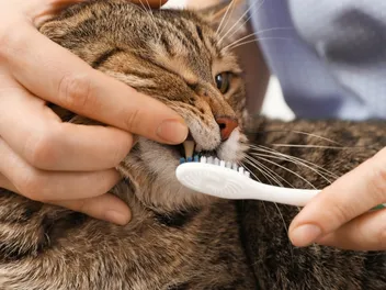 10 Best Cat Toothpastes of 2026 - Reviews & Top Picks