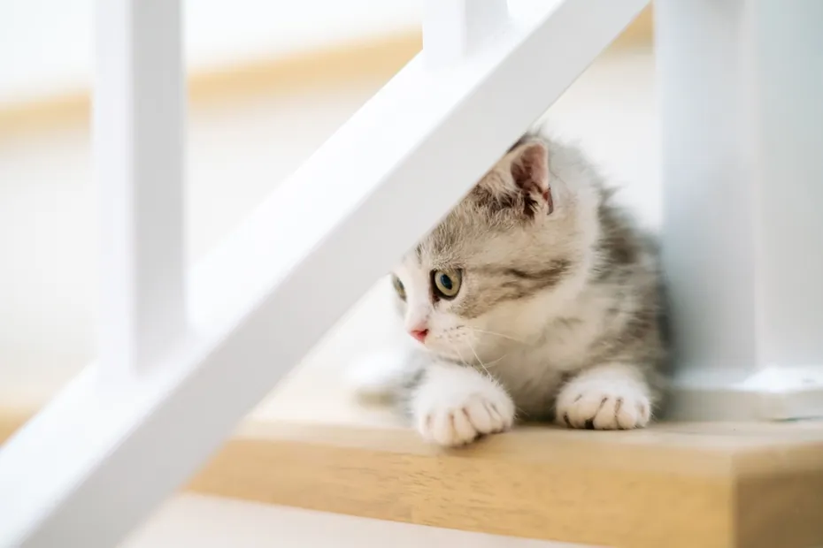 Kitten laying down on a stairs