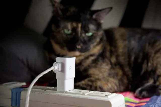Can a Cat Detect Electricity? Vet-Reviewed Facts & FAQ