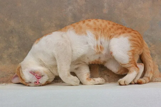 Can Cats Get Dizzy? Vet-Reviewed Science & Facts