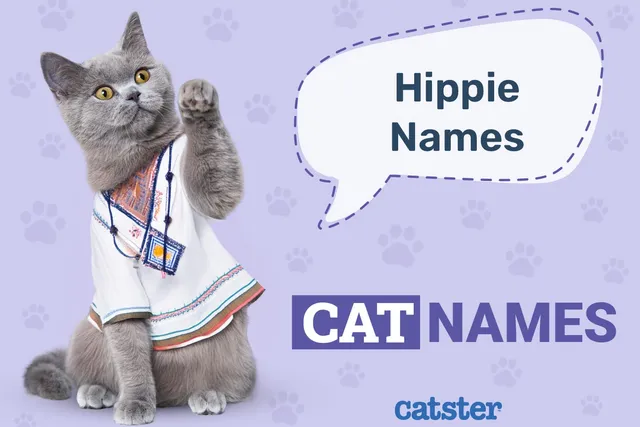 Hippie Cat Names: 240 Great Ideas for Your Laid-Back Cat