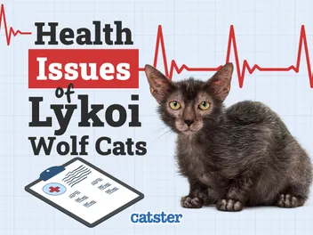 Lykoi (Wolf Cat) Health Problems: Our Vet Explains 5 Common Issues
