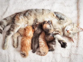 Can My Cat Breastfeed After Being Spayed? Vet-Verified Facts & FAQ